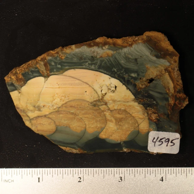 Blue Mountain Jasper Lapidary Slab #4595