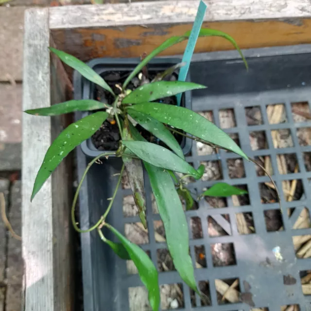 Hoya Parvifolia