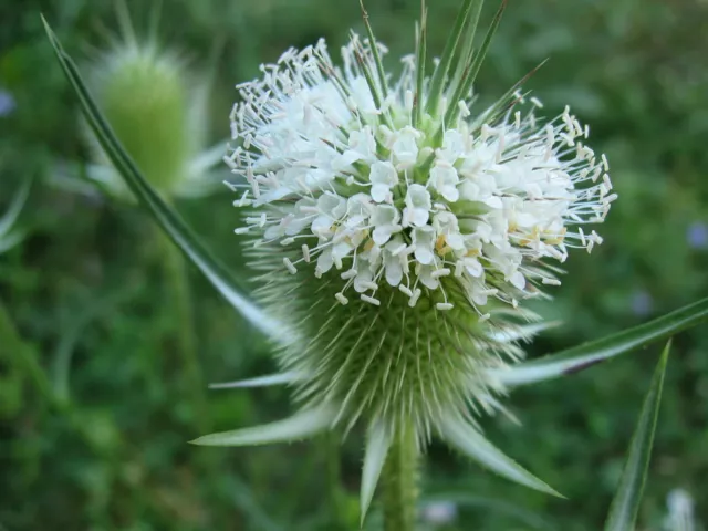 Schlitzblatt-Karde - Dipsacus laciniatus - Cutleaf Teasel 200+ Samen E 103