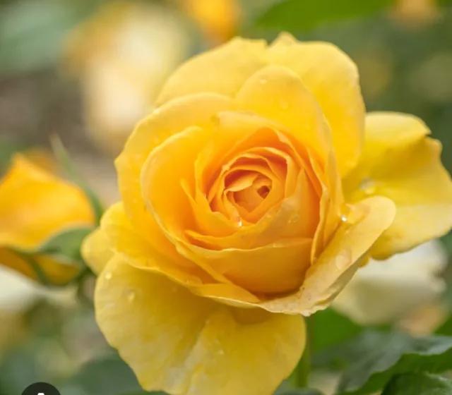 'ABSOLUTELY FABULOUS'  Bush Rose Plant In A 3 Lt  pot- Rose of the year2010