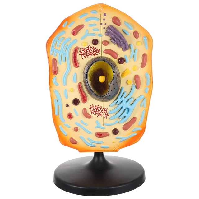 Materiale didattico Abs modelli biologici kit modelli cellulari animali