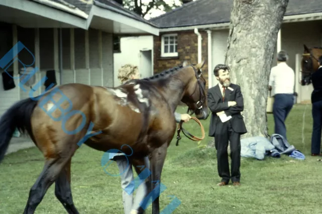 York Races 1982 going back to stables Original 35 mm Slide horse racing