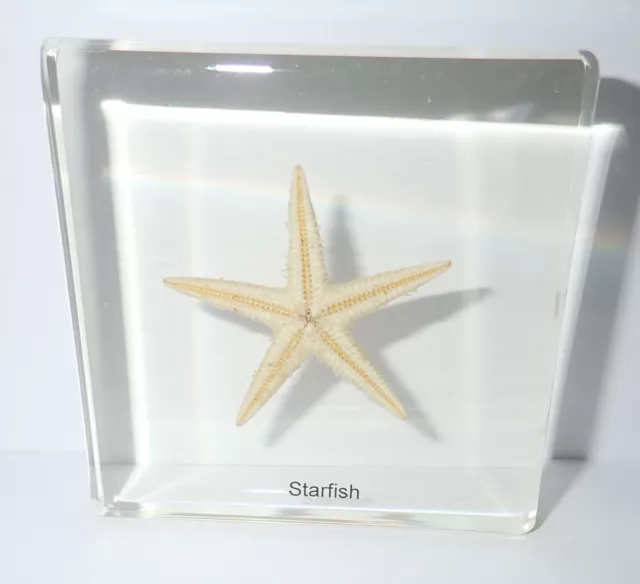Starfish Flatbottom Seastar in 75x75x10 mm Clear Square Slide Education Specimen 3