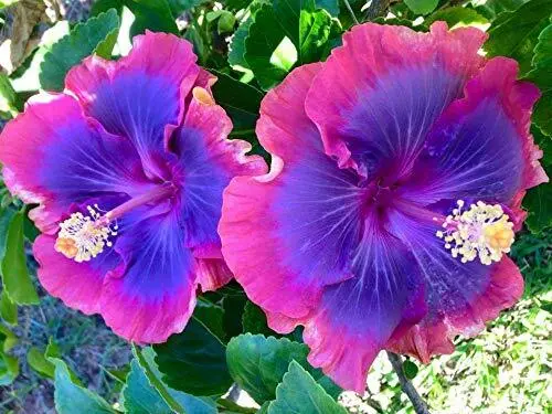 10 Seeds Pink Purple Blue Hibiscus Flower Tropical Garden Exotic Perennial Hardy