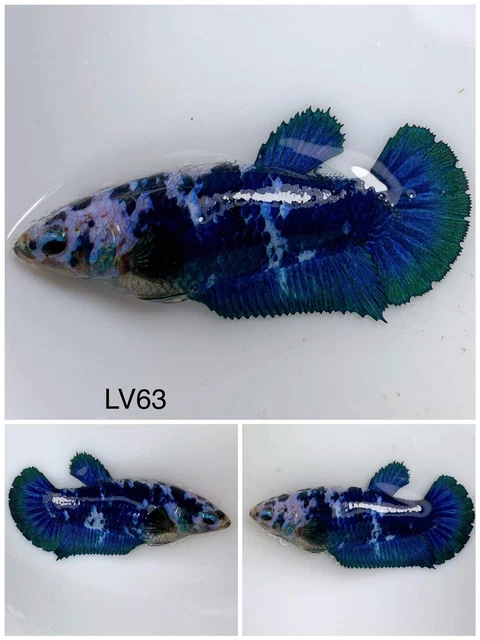Betta Live Fish Female Marble HMPK LV63 Ask Seller Shipping Cost Before Buy