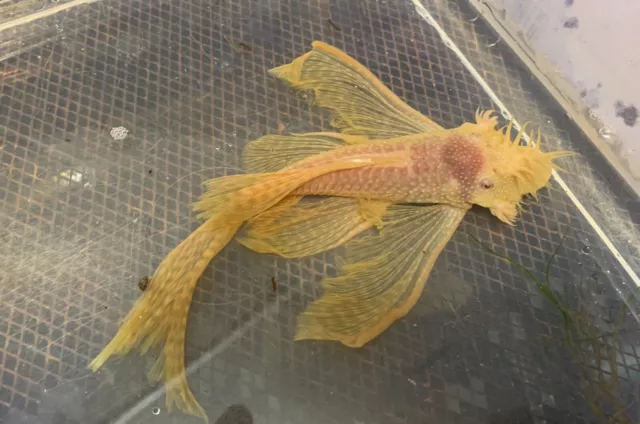 Longfin Albino Bristlenose Pleco 1.5" (Bushynose Ancistrus) - Live Aquarium Fish