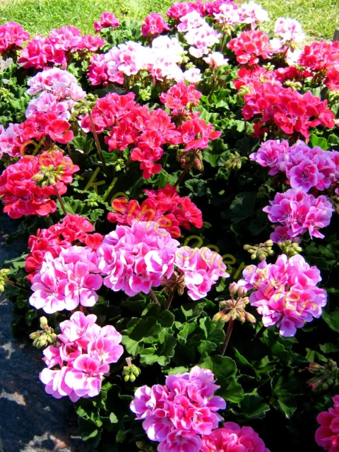 Geranie Prachtmischung Pelargonium Geranien Mix Für Balkon Kübel Beet 10 Samen