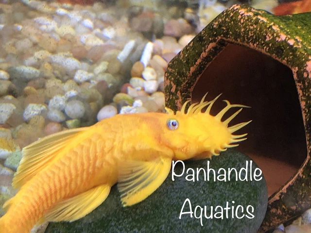 Young Pair L144 Lemon Blue Eye Bristlenose Pleco ancistrus SP 3