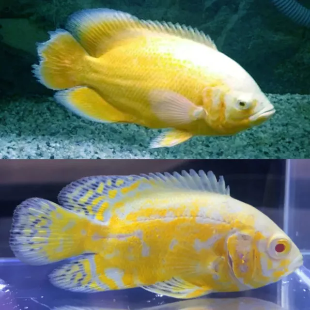 1 Live Lemon Oscar Cichlid Premium Freshwater Tropical Fish High Quality A+++