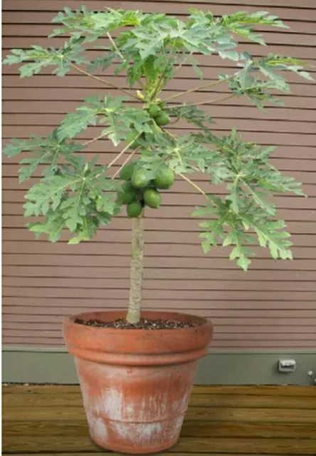 Papaya fruit tree! Edible,grow your own! Indoor plant/bonsai fast growing seeds