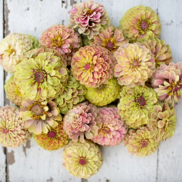 Zinnie 'QUEEN LIME BLUSH' 10 Samen ZINNIA ELEGANS Sommerblume SCHNITTBLUME