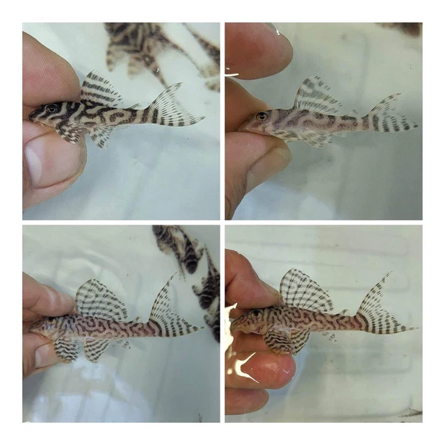 Hypancistrus sp L173B "Thin Line"