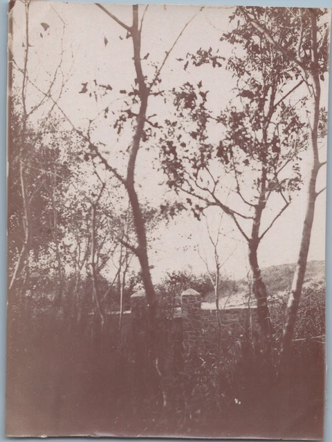 France, Saint Brieuc les Pins, Bois des Dunes Vintage albumen print Tirage alb