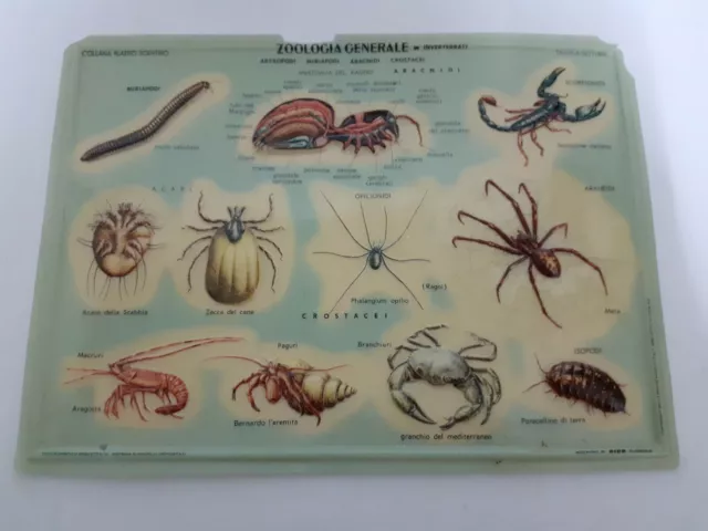 Collana Plastici Scientifici Vintage - Zoologia Generale - Invertebrati By Rico