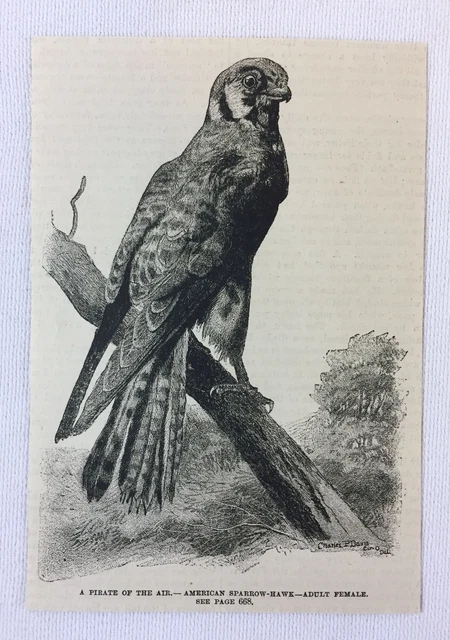 1886 magazine engraving ~ AMERICAN SPARROW HAWK, Adult Female