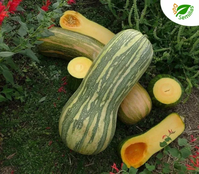 Calabaza Vasca ( 15 semillas ) seeds - cuarrecano