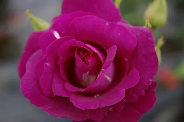 Rosa Rhapsody in Blue ® - Beetrose