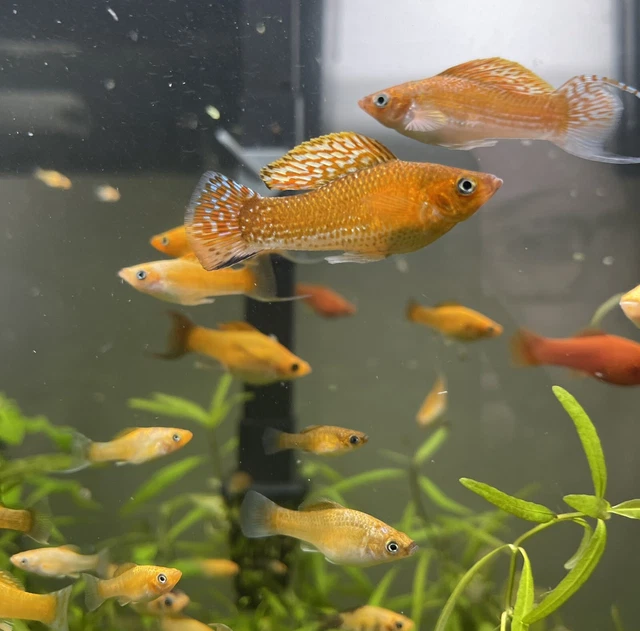 10+2 Yellow Blue Fin Lyretail Mollies Breeding Pair Tropical Fish 2 Day Shipping