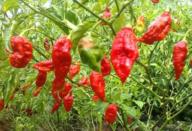 Hot Chilli Pepper, Red Bhut Jolokia, Ghost Chilli Seeds, Buy 2 Get 15% Discount 2