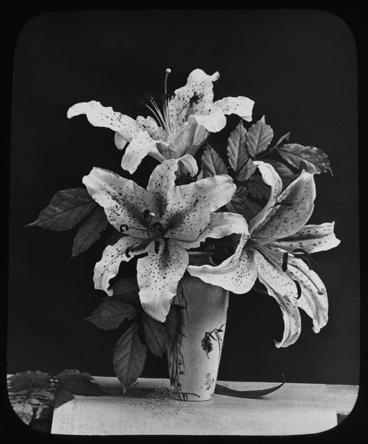 Magic Latern Rutsche LILIEN IN VASE C1890 VIKTORIANISCHES FOTO BLUME STUDIE GWW LILIUM
