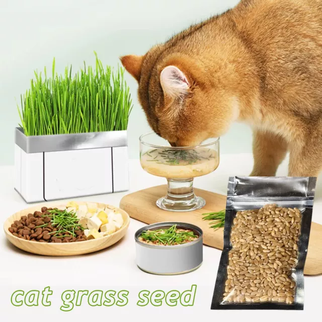 Cat Grass Seeds choose: | Rye Oat Barley Wheat Blend seeds | Free Shipping UK