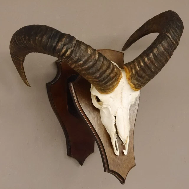 Mufflon Aries Cornamenta Trofeo de Calavera Cráneo Hl 51 CM En Escudo 3