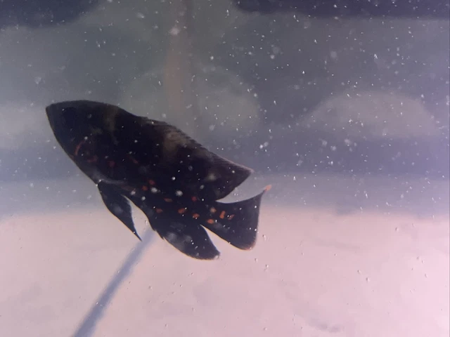 Live Oscar Fish For Sale