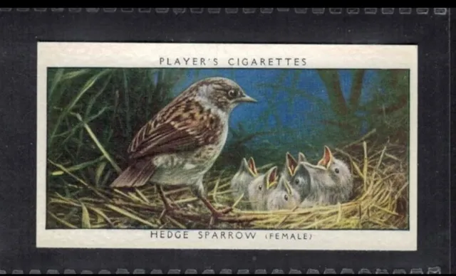 HEDGE SPARROW (FEMALE) - 80 + year old English Tobacco Card # 19