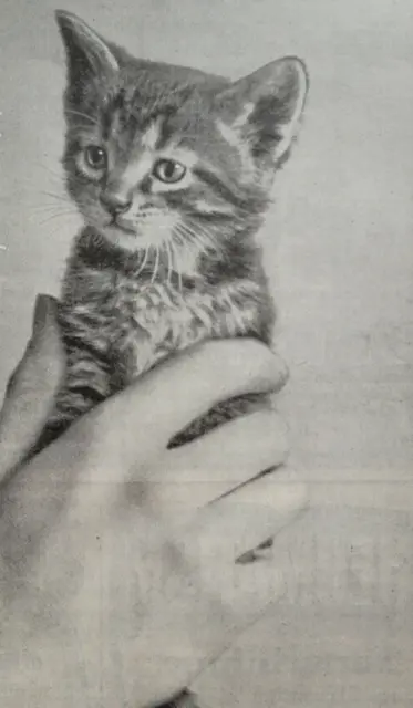 Packer's Tar Soap Cute Kitten Skin Care Original Ad 1903 Outlook ~6x9.5"