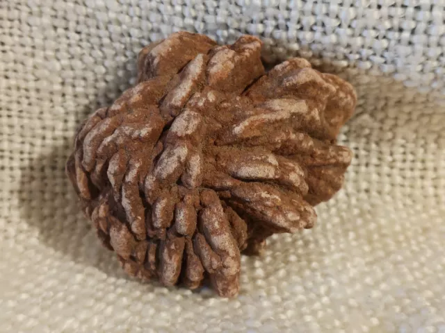 Barite "Desert Rose " Rock