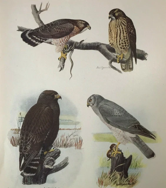 1915 Louis A. Fuertes Lithograph Print Marsh Hawk Broad-Winged Hawk 2v1-68