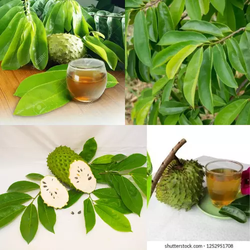 Dried Soursop Leaves Graviola Guanabana Organic Natural Healthy Diabetes cancer