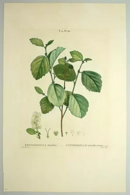 ZAUBERNUSS / Hamamelis - Fothergilla - Redouté - Farbkupferstich 1801-1819 2