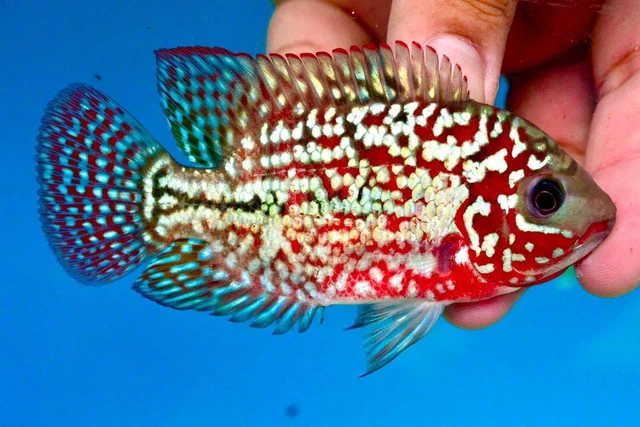 Kamfa Female F1 fully red (super vip)  GRADE A eggs layer proven 3.5” full pearl
