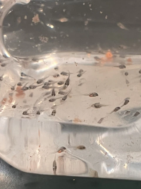 Baby Cichlid live fish For Sale