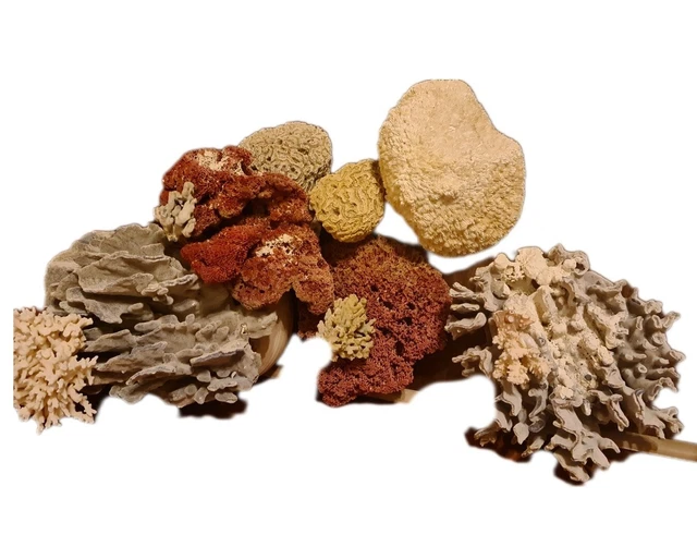 Coral Bundle Aquarium Decor Natural. Rare Blue And Red Coral .Brain Coral.