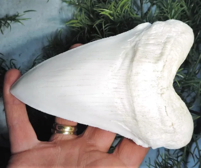 7 Inch Long Megalodon Tooth White Replica Big Fossil Mega Huge Shark Relic Meg