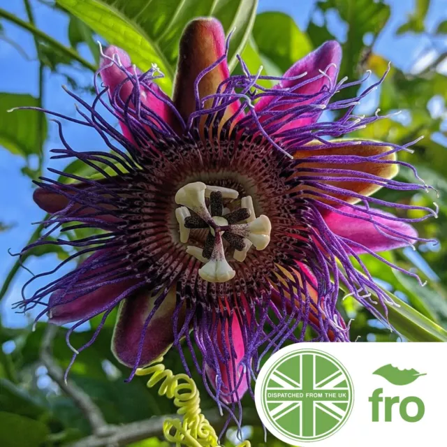 Giant Granadilla - 10 Seeds - Passiflora Quadrangularis - FAST UK DISPATCH ✅