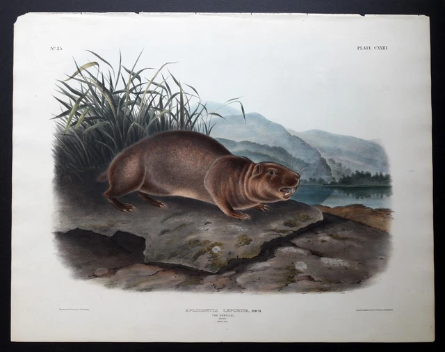 ORIGINAL 19TH CENTURY Audubon's Imperial Folio "Plate 123 The