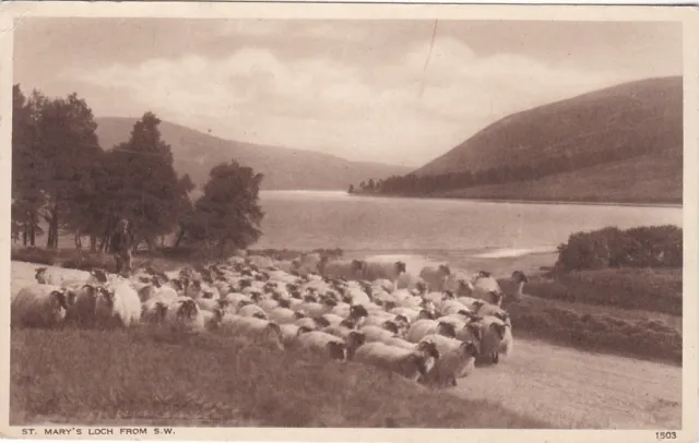 Sheep Flock & St. Mary's Loch, Nr DRYHOPE, Selkirkshire