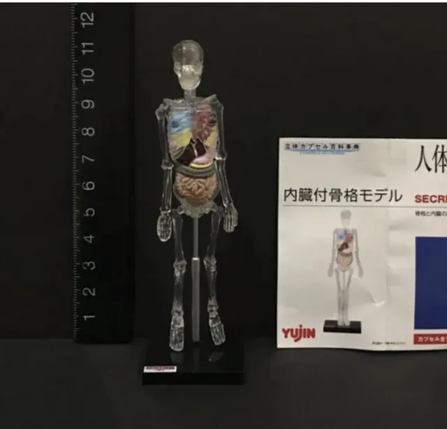 Yujin Kaiyodo Human Anatomy Atlas Mini Body Model Secret Figure