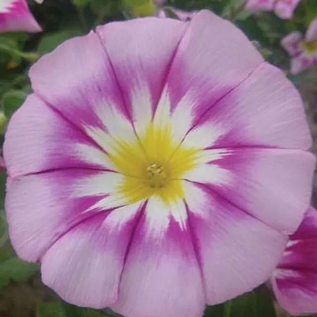 Morning Glory Seeds Flower Garden Plants 'Ensign Rose' 1 Packet 180 Seeds T&M