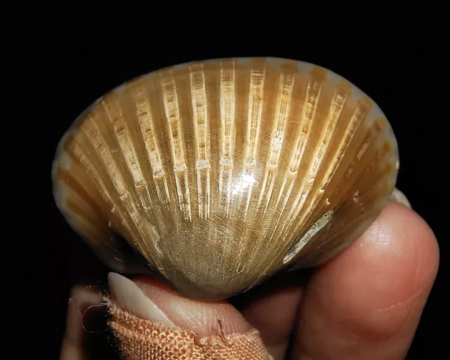 Sea Shell Mollusca, Clam Fossil, Bivalvia Arcidae From Java, Indonesia, 35Mm