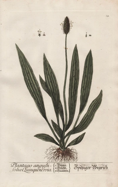 Plantago Plátano Material Plantain Botánica Botany Blackwell Kräuterbuch Grabado