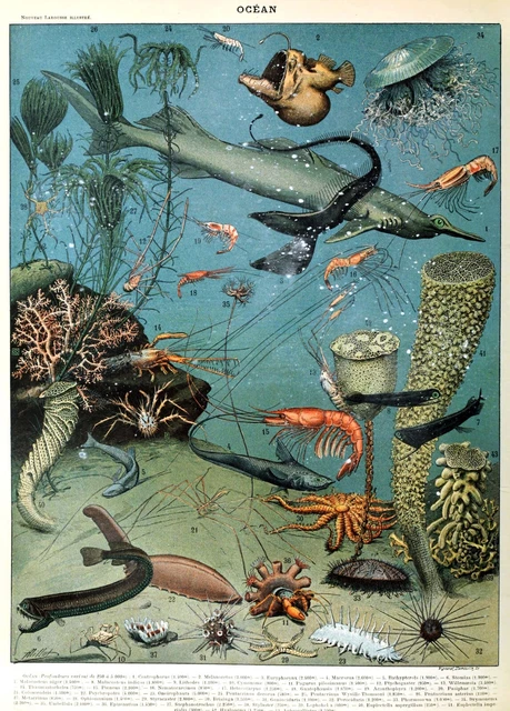 Set of 2 Adolphe Millot Vintage Ocean Sea Life Natural History Prints, Posters 2