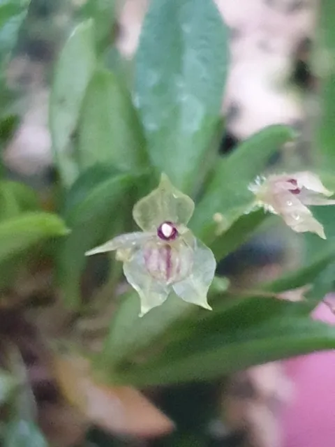 Rare Andinia dalstroemi orchid plant FS not in bloom , miniature