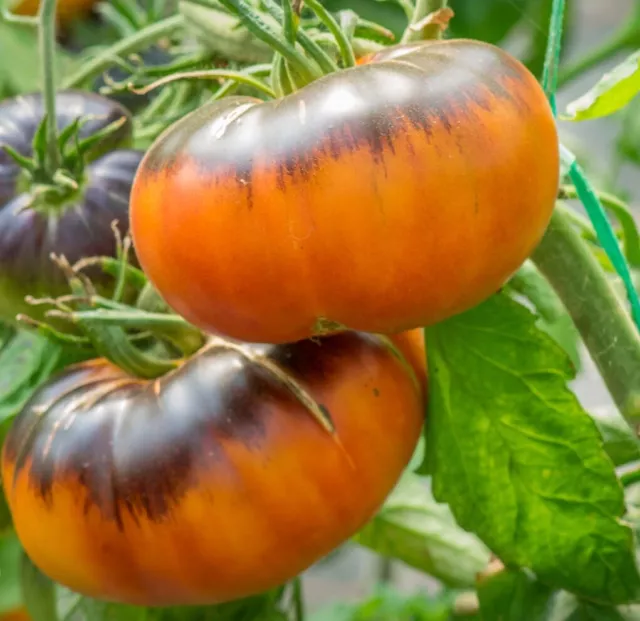 Afternoon Delight Tomate Tomato 5+ Samen Saatgut - Seeds - Gemüsesamen P 268