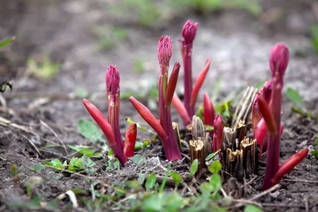 Semi di fiori di peonia rosso scuro bianco 'Er Qiao' Cimelio bellissimo... 2