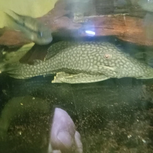 11-12 Inch Full Spot Watermelon Royal Pleco.super Rare.live Tropical Fish.