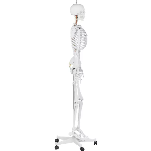 Skelett Modell Menschliches Skelett Anatomisches Modell Skelett Lebensgroß Physa 3